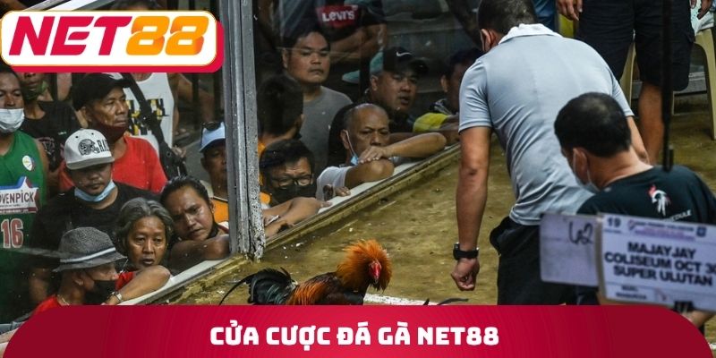 Đá Gà Net88 - Tìm Hiểu Về Quy Trình Tổ Chức Trận Đấu 2 Cửa cược đá gà Net88