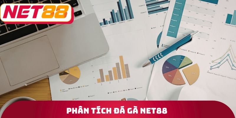 Đá Gà Net88 - Tìm Hiểu Về Quy Trình Tổ Chức Trận Đấu 3 Phân tích đá gà Net88