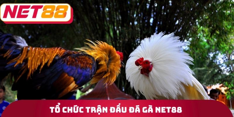 Đá Gà Net88 - Tìm Hiểu Về Quy Trình Tổ Chức Trận Đấu 1 Tổ chức trận đấu đá gà Net88