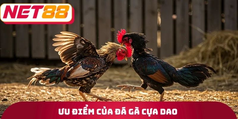 Đá Gà Cựa Dao Net88 - Tiêu Chí Mà Một Loại Vũ Khí Cần Có 4 Ưu điểm của đá gà cựa dao